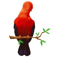 gallito de las rocas